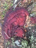 Ganoderma sessile image