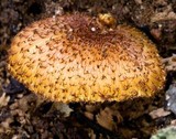 Tricholomopsis ornaticeps image