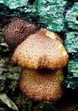 Tricholomopsis ornaticeps image