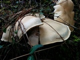 Leucopaxillus albissimus image