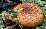 Tricholomopsis ornaticeps image