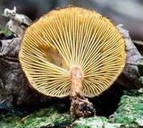 Tricholomopsis ornaticeps image