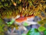 Dacryopinax elegans image