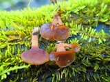 Dacryopinax elegans image