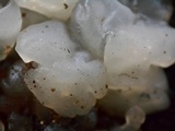 Myxarium nucleatum image