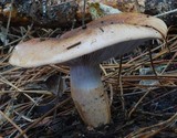 Tricholoma fracticum image