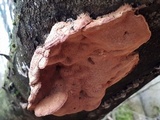 Hapalopilus rutilans image