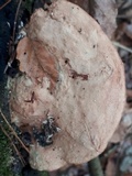 Hapalopilus rutilans image