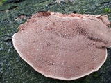 Hapalopilus rutilans image