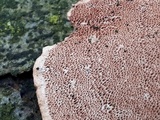 Hapalopilus rutilans image
