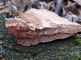 Hapalopilus rutilans image