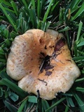 Lactarius yazooensis image