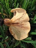 Lactarius yazooensis image