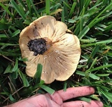 Lactarius yazooensis image