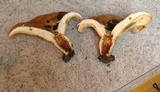 Lactarius yazooensis image