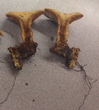 Ganoderma curtisii image