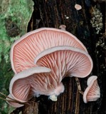 Pleurotus djamor image