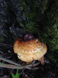 Ganoderma curtisii image