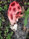 Clathrus crispus image