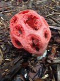 Clathrus crispus image