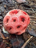 Clathrus crispus image