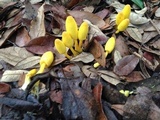 Leucocoprinus fragilissimus image