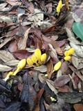 Leucocoprinus fragilissimus image