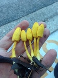 Leucocoprinus fragilissimus image