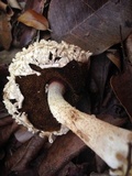 Boletellus ananas image