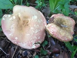 Hortiboletus campestris image