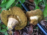 Hortiboletus campestris image