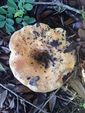 Lactarius yazooensis image