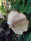 Lactarius yazooensis image