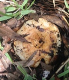Lactarius yazooensis image
