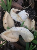 Lactarius yazooensis image