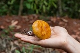 Austroboletus gracilis image