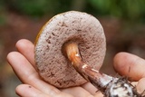 Austroboletus gracilis image