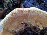 Gloeophyllum odoratum image