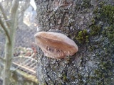 Phellinus pomaceus image