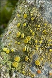 Candelariella xanthostigma image