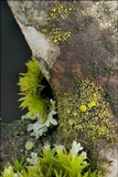 Candelariella xanthostigma image