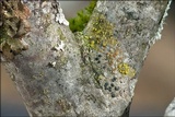 Candelariella xanthostigma image
