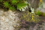 Candelariella xanthostigma image