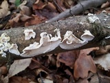 Byssomerulius corium image