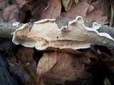 Byssomerulius corium image