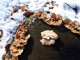 Trametes ochracea image