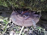 Ganoderma adspersum image