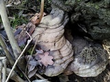 Ganoderma adspersum image