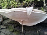 Ganoderma adspersum image