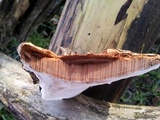 Ganoderma adspersum image